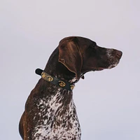 Buckle-Down Disney Signature D Polyurethane Dog Collar