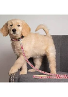 Oklahoma Sooners Team Logo Pet Leash