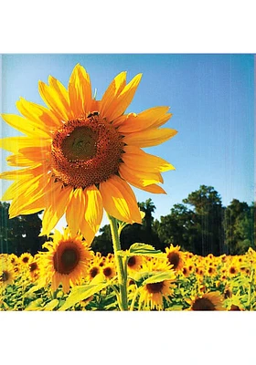 Kansas Sunflower Field Coaster - Yellow