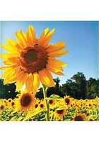 Kansas Sunflower Field Coaster - Yellow