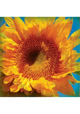 Kansas Sunflower Coaster - Yellow