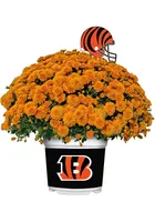 Cincinnati Bengals Plastic Other Home Decor