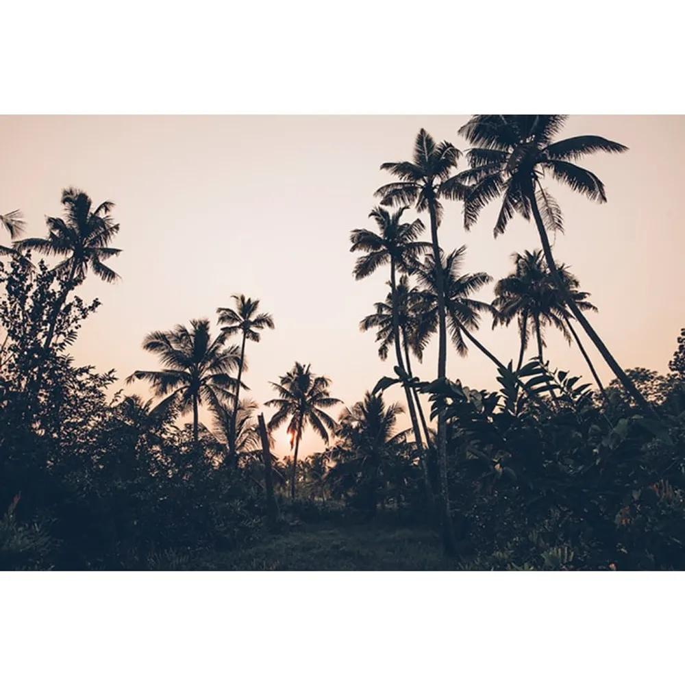 Photographie d'art des BestJobers 30x45 cm sur alu PALMIERS AU KERALA