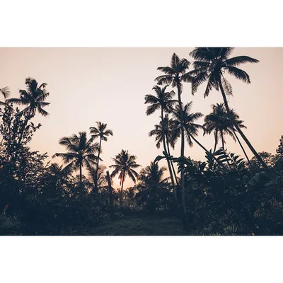 Photographie d'art des BestJobers 30x45 cm sur alu PALMIERS AU KERALA