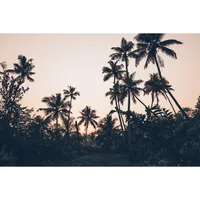Photographie d'art des BestJobers 30x45 cm sur alu PALMIERS AU KERALA