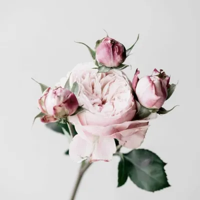 Tableau sur toile roses 65x65cm ROSES