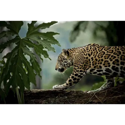 Tableau sur verre jaguar en chasse 30x45cm NATURE EVASION