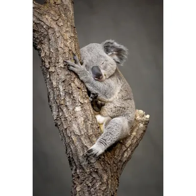 Tableau sur verre koala endormi 30x45 cm NATURE EVASION