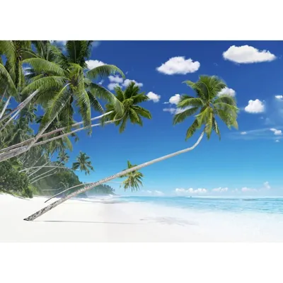 Tableau sur verre plage de palmiers 30x45 cm PLAGE