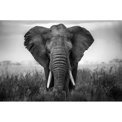 Tableau sur verre synthétique éléphant noir & blanc 80x120 cm ANIMAUX