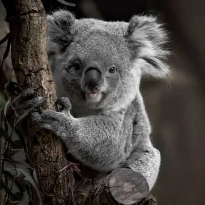 Tableau sur verre koala 45x45 cm NATURE EVASION