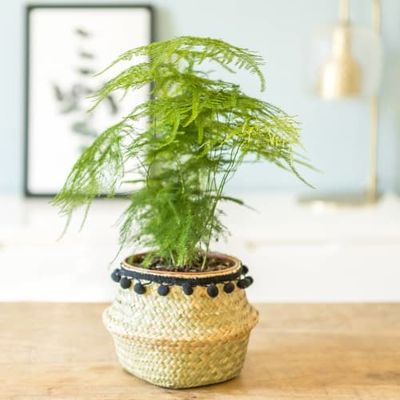 Aspargus plante d'intérieur résistante avec cache-pot | Maisons du Monde