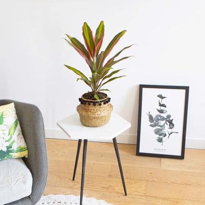 Cordyline plante d'intérieur remarquable avec cache-pot | Maisons du Monde