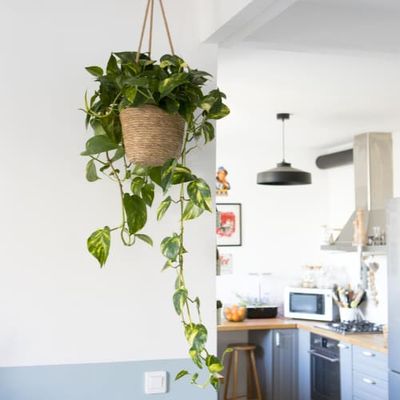 Plante liane dépolluante XXL sans cache-pot | Maisons du Monde