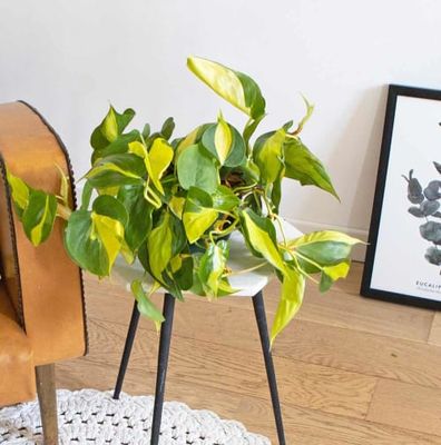 Lierre du diable sans cache-pot | Maisons du Monde