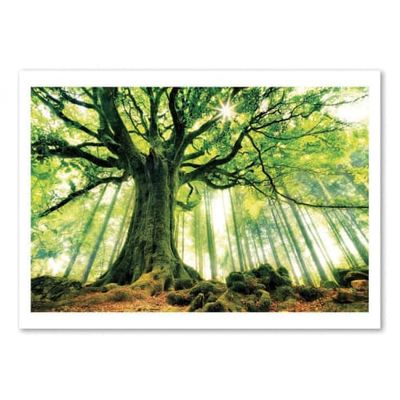 PONTHUS' BEECH - Affiche d'art 50 x 70 cm - Christophe Kiciak | Maisons du Monde