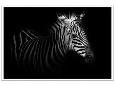 Affiche zebre dans la lumière Affiche seule | Maisons du Monde