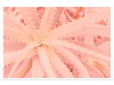 Affiche cactus rose art Affiche seule | Maisons du Monde