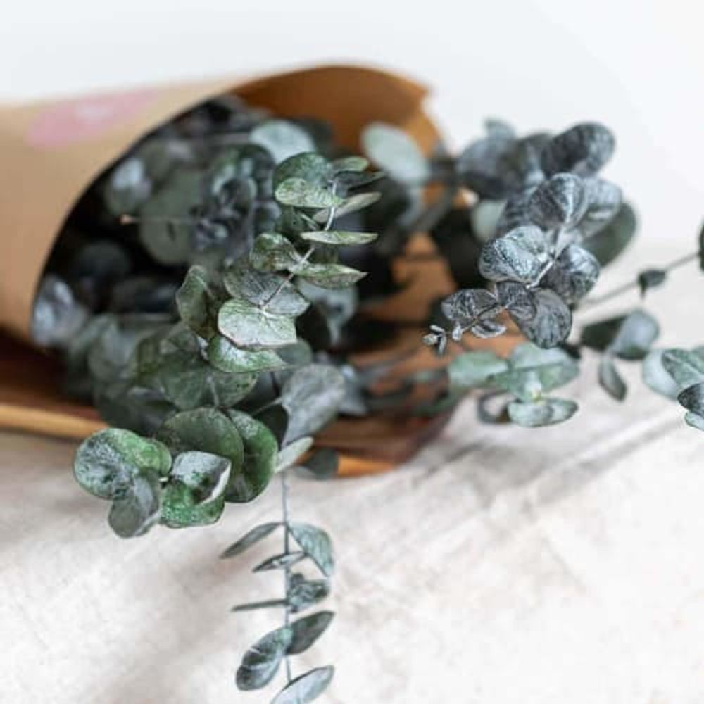 Botte Eucalyptus stabilisé | Maisons du Monde