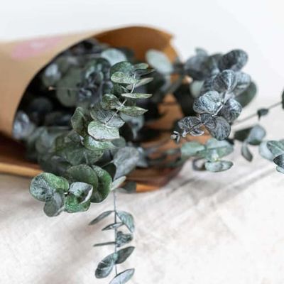 Botte Eucalyptus stabilisé | Maisons du Monde