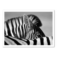 CURIOUS ZEBRA - MARC PELISSIER -  Affiche d'art 50 x 70 cm | Maisons du Monde