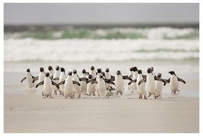 Affiche animaux pingouins Affiche seule | Maisons du Monde