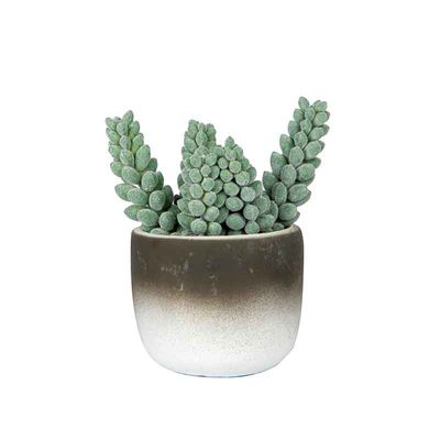 Cactus en Maceta de cemento