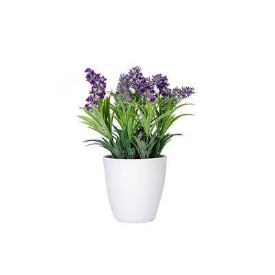 Lavanda en Maceta Blanca