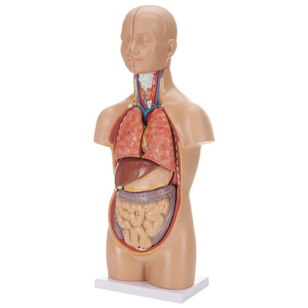 Walter Products Sexless Human Torso Anatomy Model