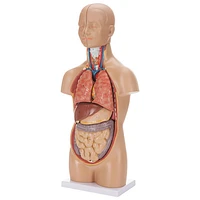 Walter Products Sexless Human Torso Anatomy Model