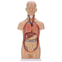 Walter Products Sexless Human Torso Anatomy Model