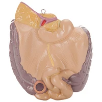 Walter Products Sexless Human Torso Anatomy Model