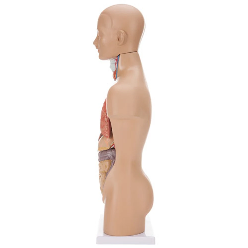 Walter Products Sexless Human Torso Anatomy Model