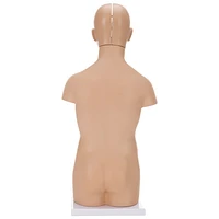 Walter Products Sexless Human Torso Anatomy Model