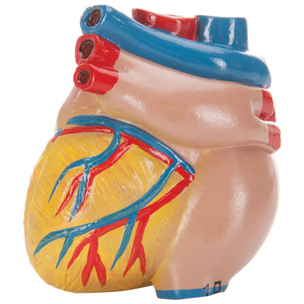 Walter Products Sexless Human Torso Anatomy Model