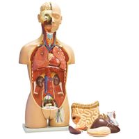 Walter Products Deluxe Life Size Human Torso Model