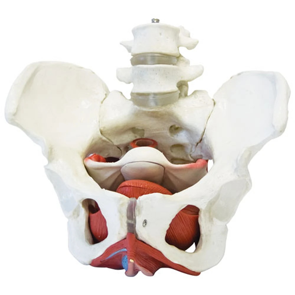 Walter Products Female Pelvis Model with Organs