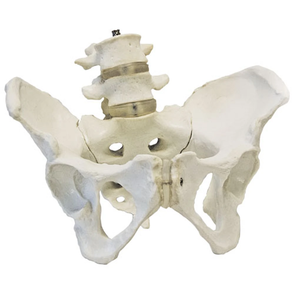 Walter Products Female Pelvis Model