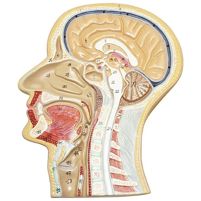 Walter Products Sagittal Section of the Head Model