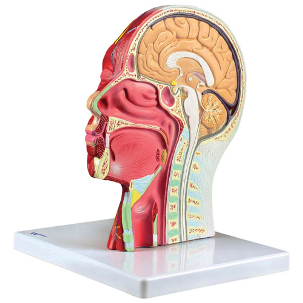 Walter Products Half Head & Neck Model with Musculature