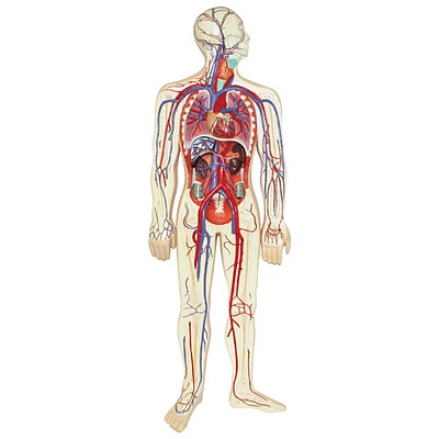 Walter Products Human Circulatory System Model