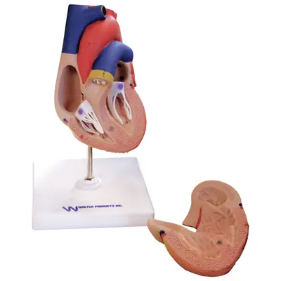 Walter Products Life-Size Heart Model