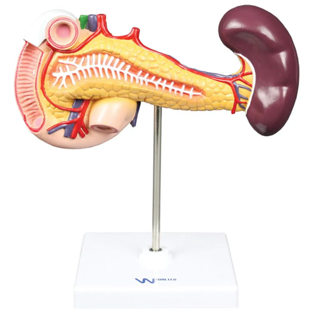 Walter Products Pancreas, Duodenum & Spleen Model