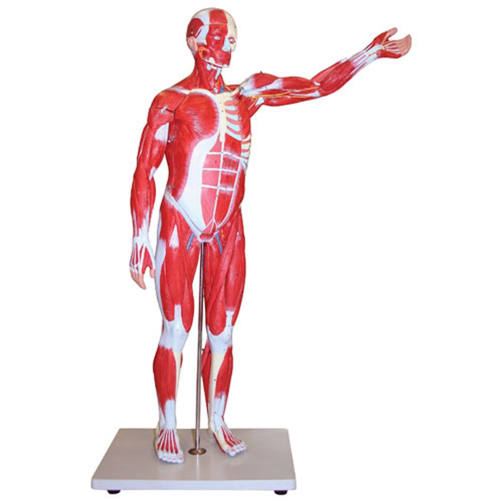 Walter Products Life-Size Musculature Model