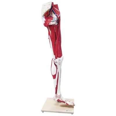 Walter Products Muscles of Human Leg Model