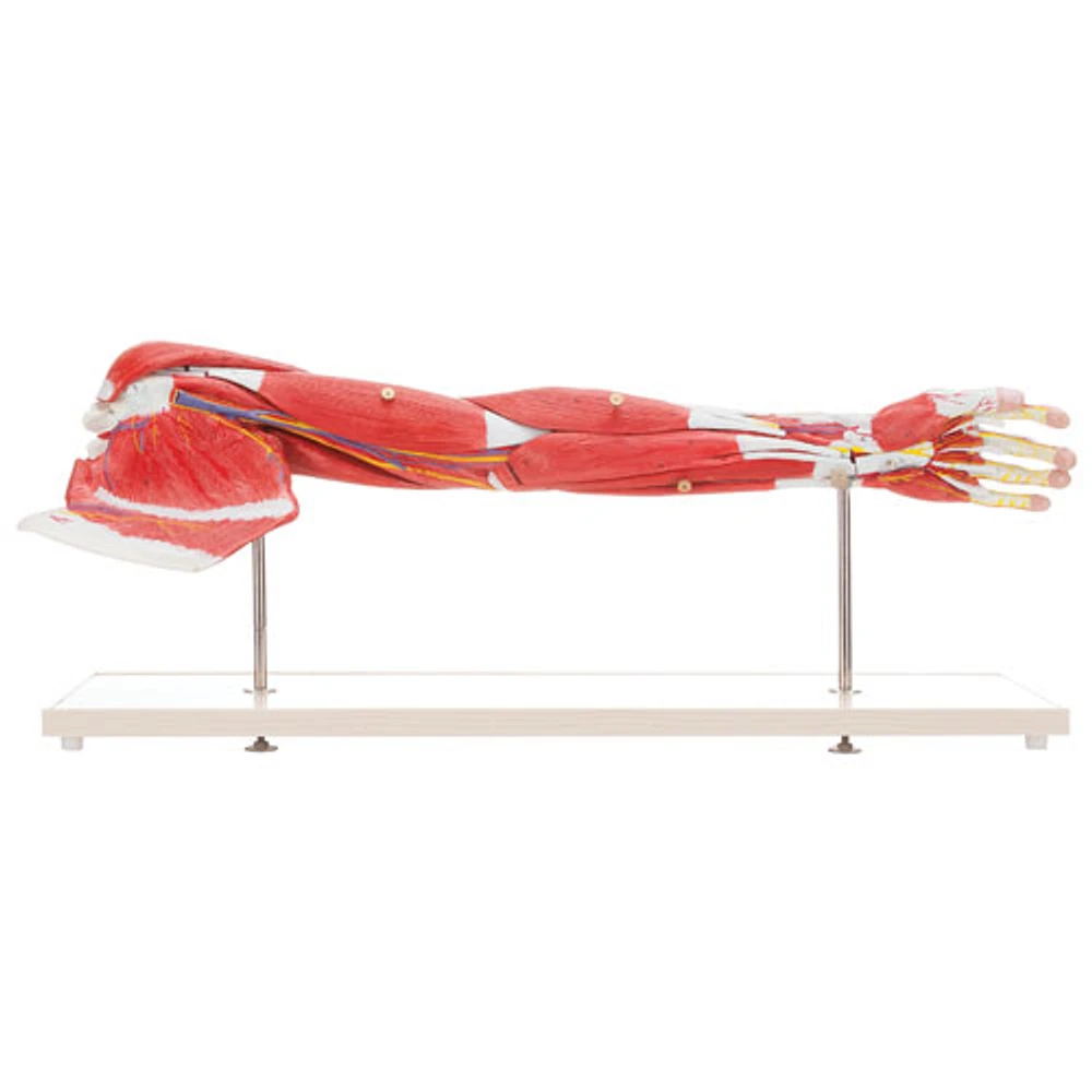 Walter Products Muscles of Human Arm Model