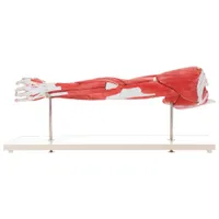 Walter Products Muscles of Human Arm Model