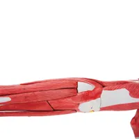 Walter Products Muscles of Human Arm Model