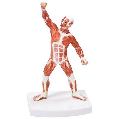 Figurine musculaire de cm de Walter Products