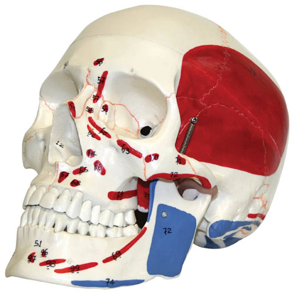 Walter Products 15 x 23 x 15cm Human Skull Model with Numerical Markings - 3 Parts